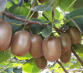 商用凈水器約你了解如皋涉疫獼猴桃核查情況！